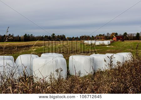 Hay Field
