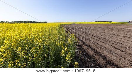 potato field . furrow
