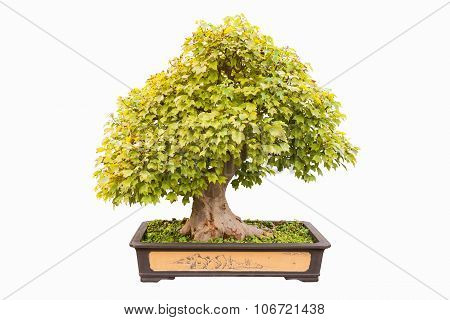 Trident Maple Bonsai
