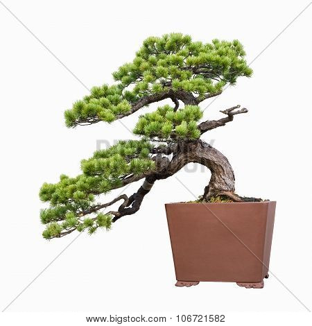 Pine Bonsai