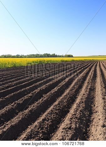potato field . furrow