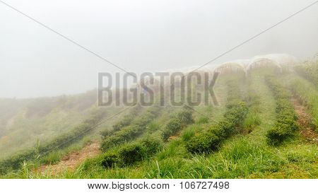 Tea Farm With Misty Fog In Thailand
