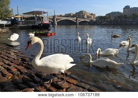 White Swans On Vltava River, Prague.
