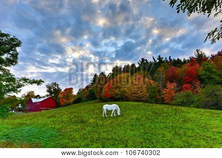 Horse Grazing In A Field