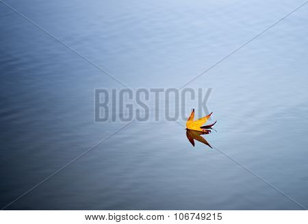 Autumn leaf floats on water