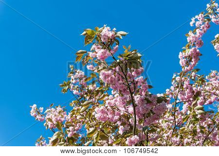 April Blooming Pink Prunus Tree On Sunny Day Blu Sky