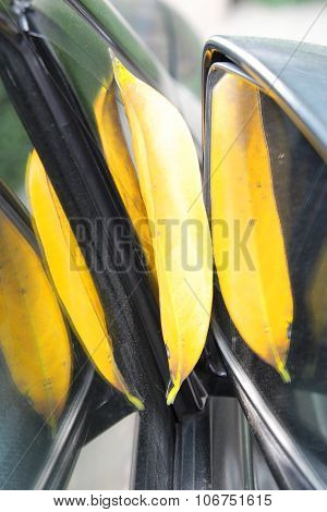 Reflection of yellow leaf between wing mirror and windshield of black car.