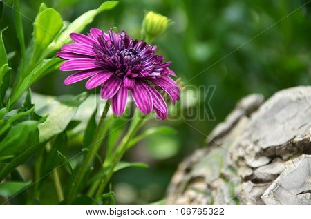 Purple Flower In The Garden