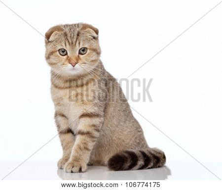 Scottish fold cat 