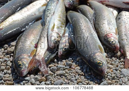Catch of Baikal grayling - unique delicious fish sparkles in the sun