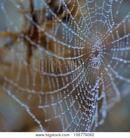 Tiny dewdrops on fine cobweb