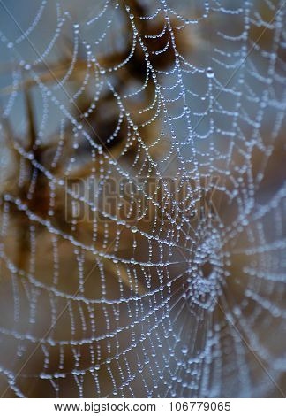 Tiny dewdrops on fine cobweb
