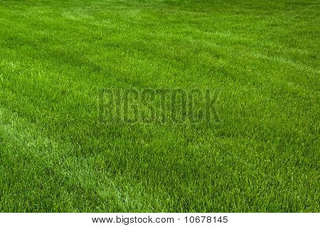 Neatly Cut Grass