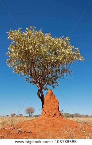 Landscape with a tree and termite mound against a blue sky, southern Africa