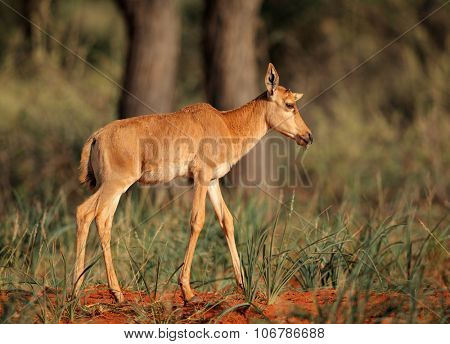 Young calf of a rare tsessebe antelope (Damaliscus lunatus) in natural habitat, South Africa