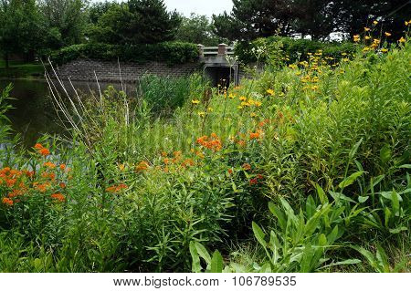 Wildflowers Next to a Small Lake