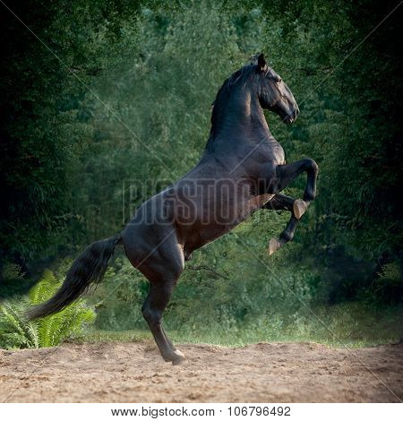 Rearing Kladrub Horse In Summer Paddock