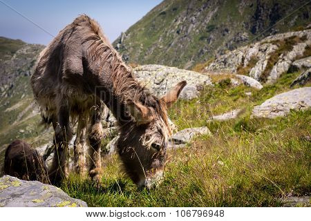 Donkey eating grass in the mountains
