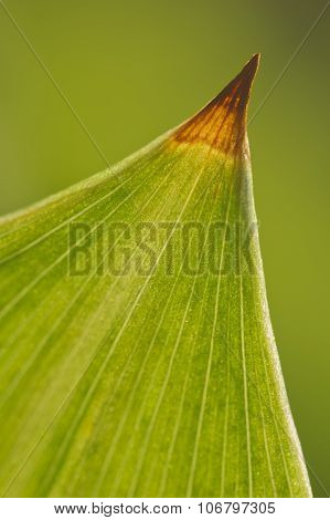 Large green leaf with streaks and dry tip