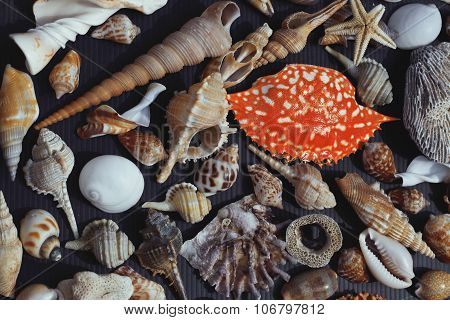 lot of seashells on setout together with crab