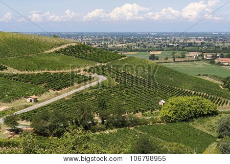 Vineyards In Oltrepo Pavese (italy)
