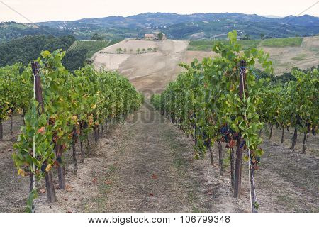 Vineyards In Oltrepo Pavese (italy)