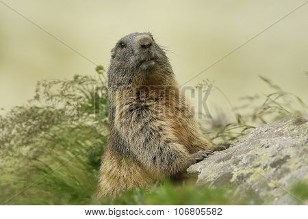 Marmot