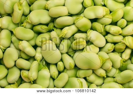 Fresh green broad beans