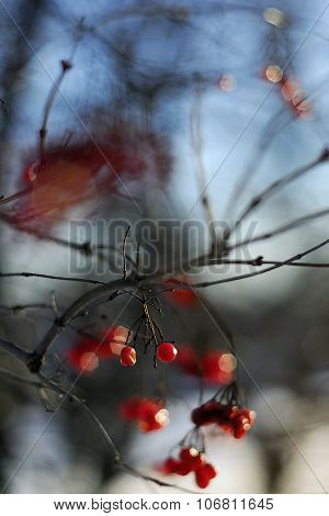 red viburnum frost.