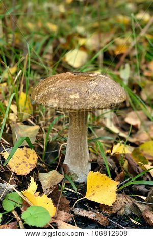 Leccinum Scabrum Mushroom