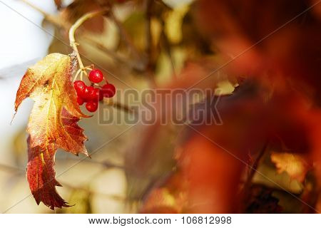 red viburnum autumn.