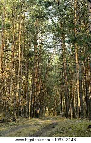 Forest