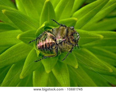 Il fiore Chafer giocare Dead