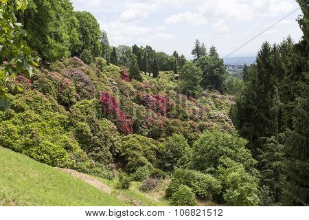 Flowers In The Park Of Burcina, Biella, Italy