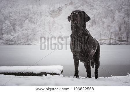 Looking up dog