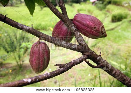 Asia Indonesia Bali Landscape Cacao Cocoa