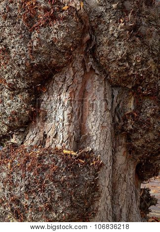 Horse Chestnut Tree With Burrs On Trunk, Oxford, England