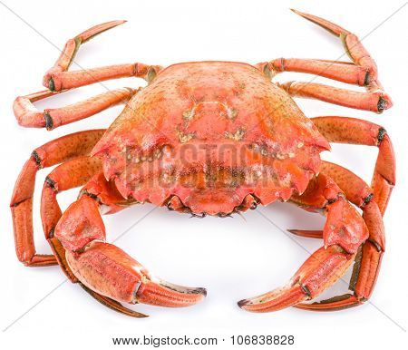 Cooked crab isolated on a white background.