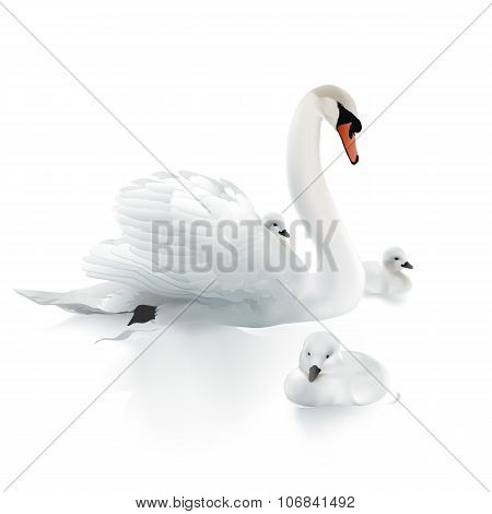 Swan Mother and swanlings.