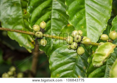 Coffee Beans On Tree In Ranong Province, Thailand