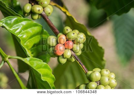 Coffee Beans On Tree In Ranong Province, Thailand