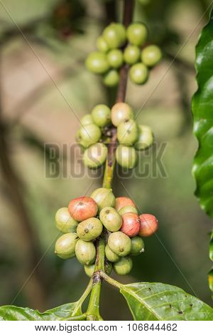 Coffee Beans On Tree In Ranong Province, Thailand