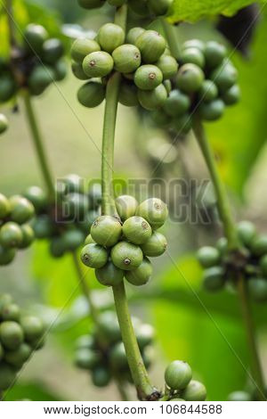 Coffee Beans On Tree In Ranong Province, Thailand