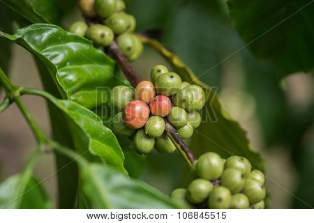 Coffee Beans On Tree In Ranong Province, Thailand