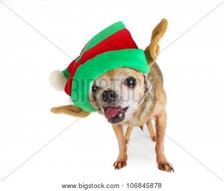 Chihuahua In A Santa Hat With Tongue Sticking Out (shallow Depth Of Field)