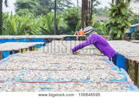 Men Turning Fish That Image & Photo (Free Trial) | Bigstock