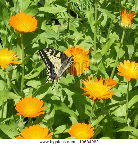 Schmetterling