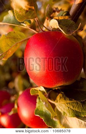 Red Apple