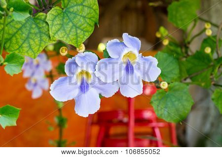 beautiful blue purple soft nice flower of Laurel clock vine, Blue trumpet vine, Thunbergia laurifoli