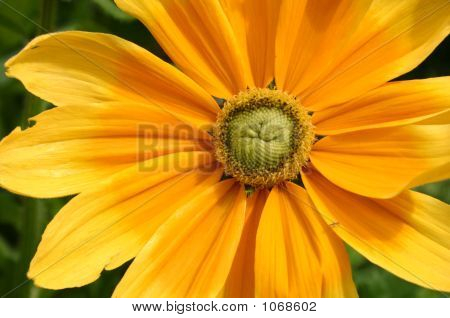 Lyse gul blomst